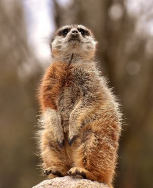 Erdmännchen