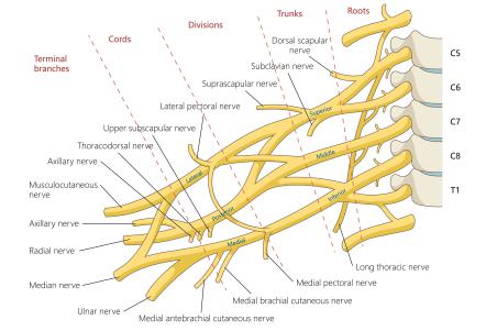Plexus