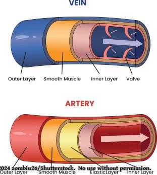 Vene und Arterie